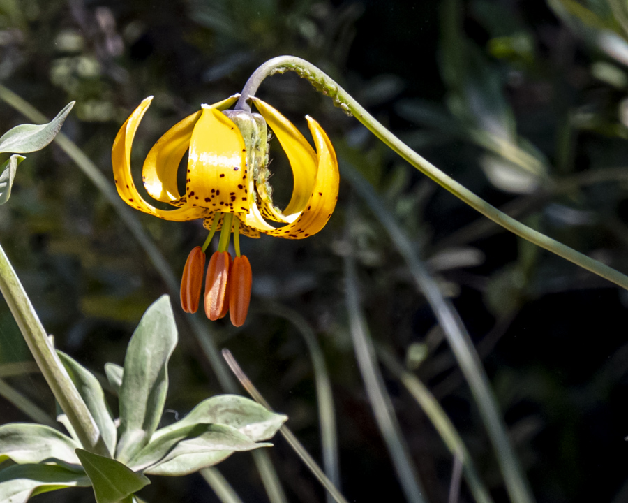 Yellow flower