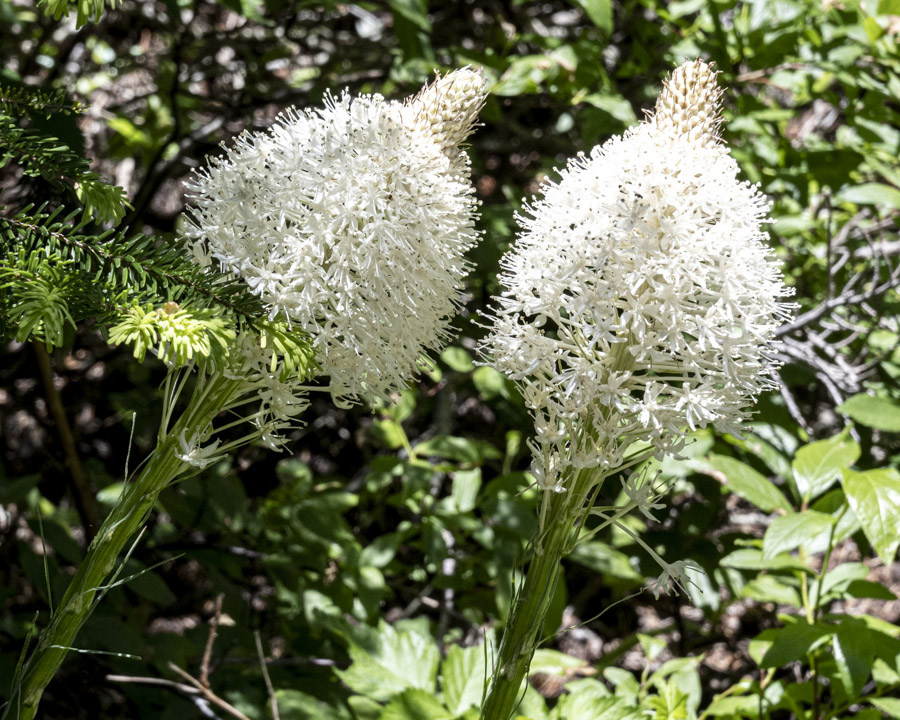 White flowering plants