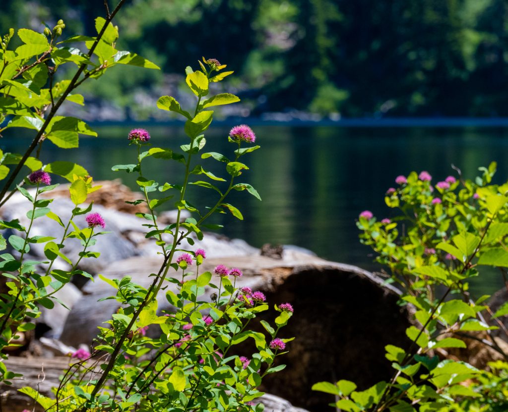 White flowering plants