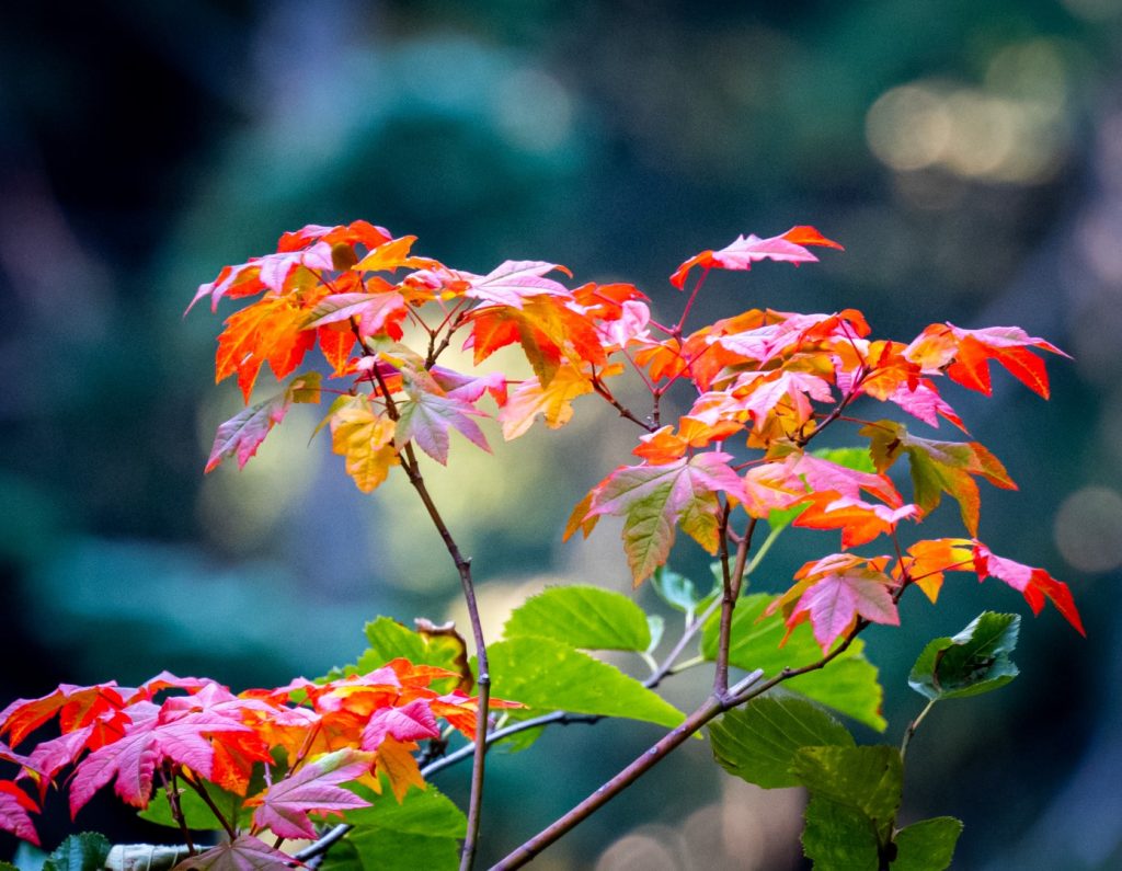 Red leaves