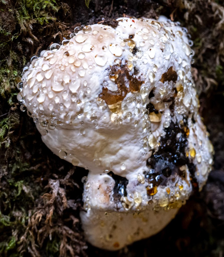 Fungus