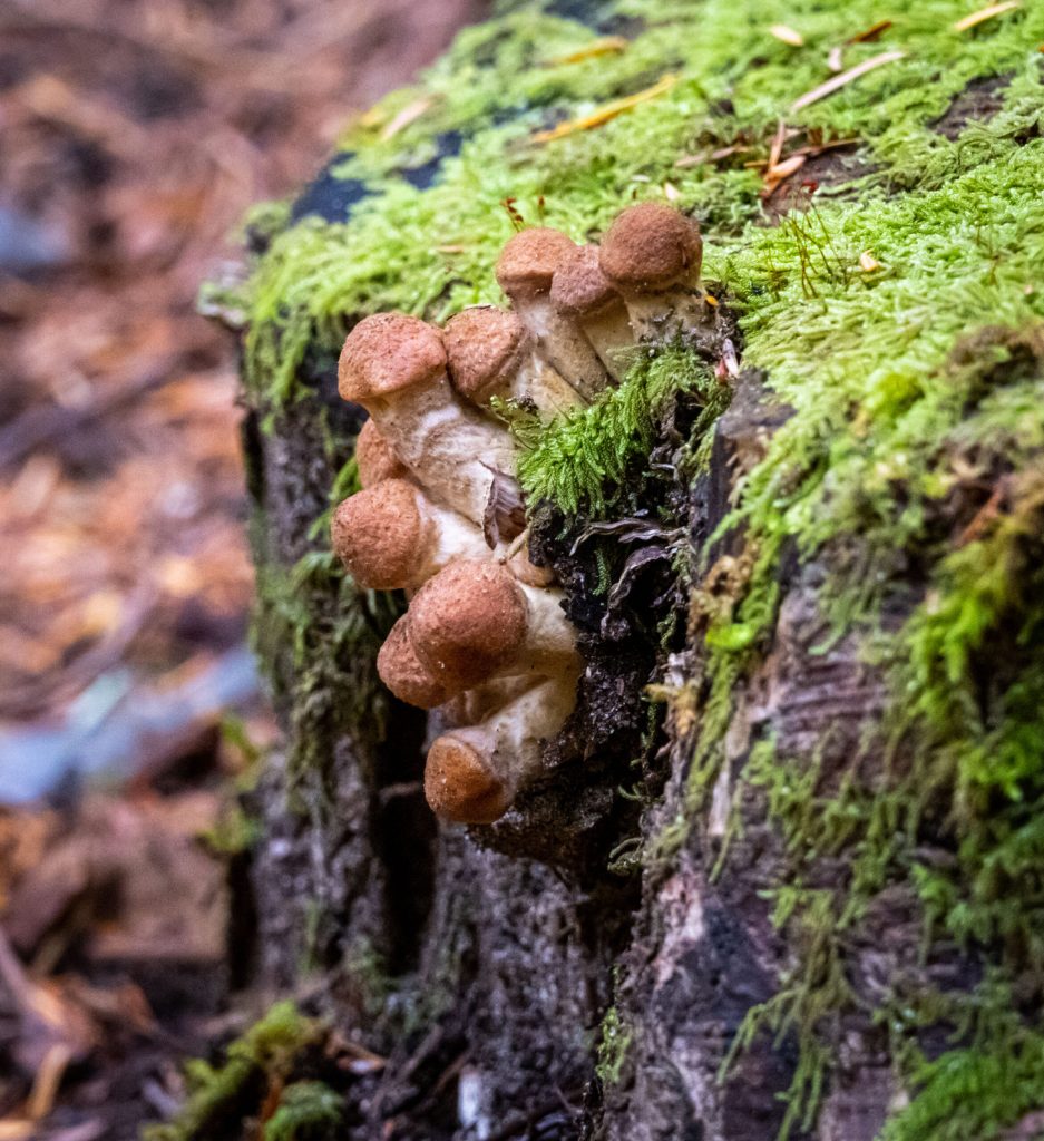 Fungus