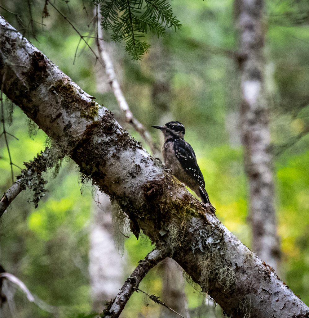 Woodpecker