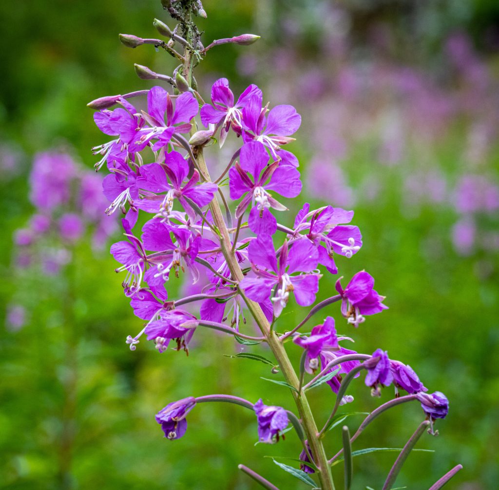 Purple flowers