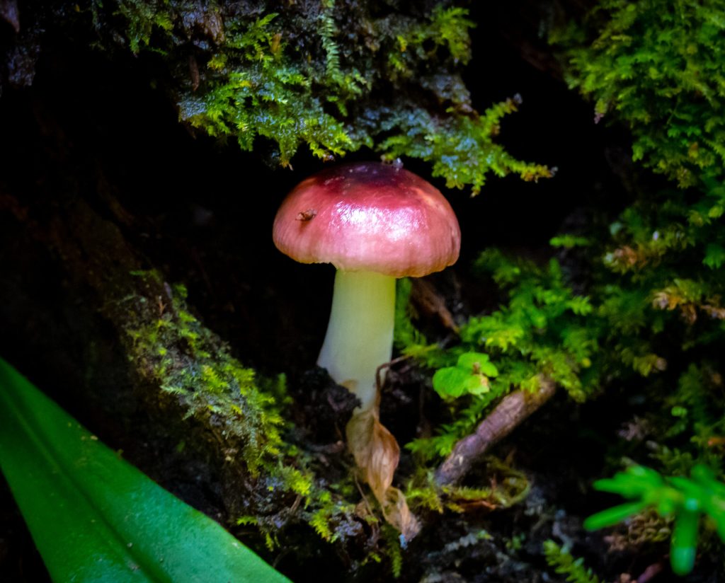 Fungus