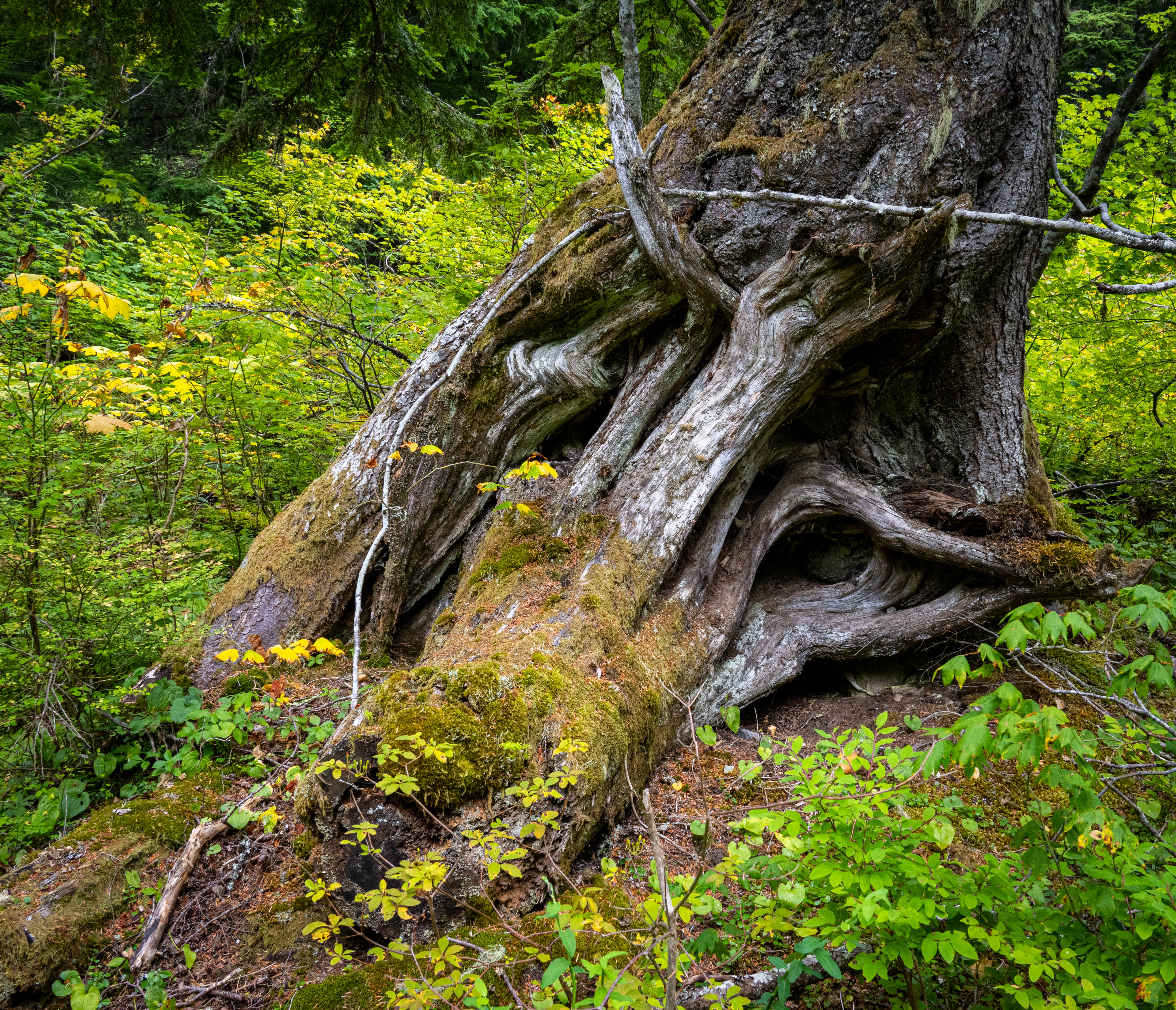 Tree roots