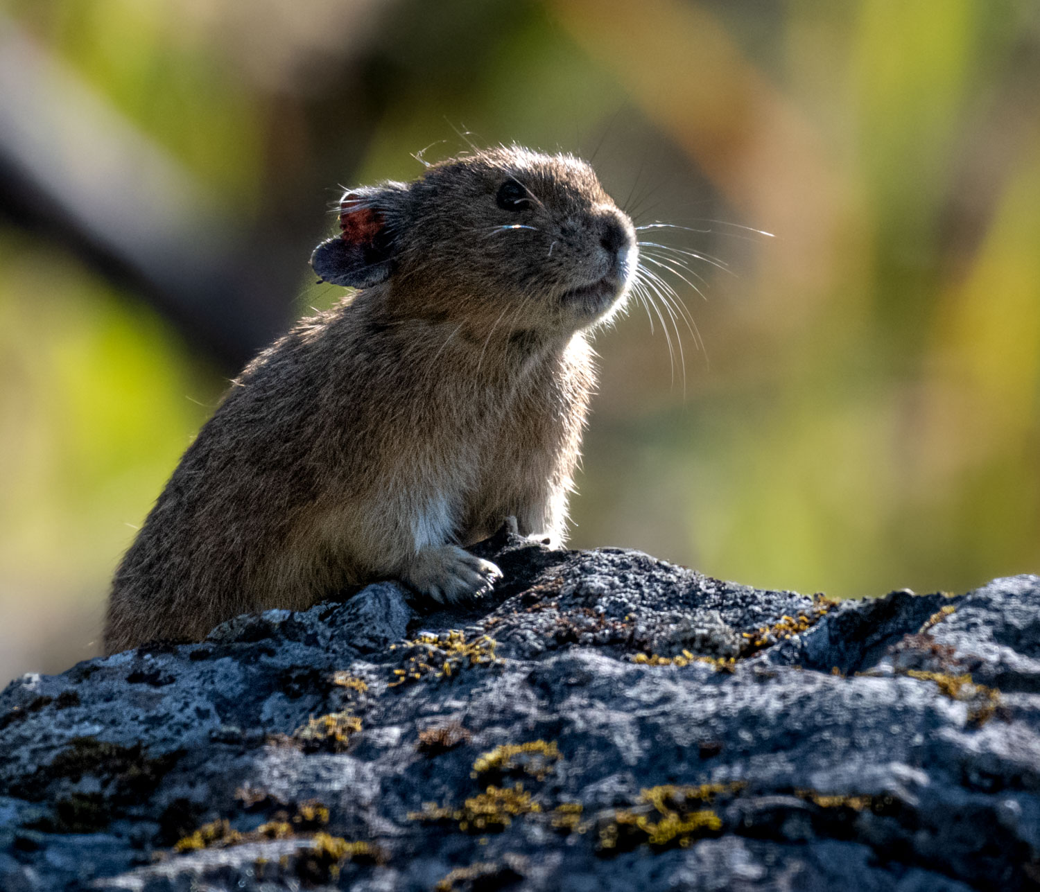 A pika posing majestically on a rock