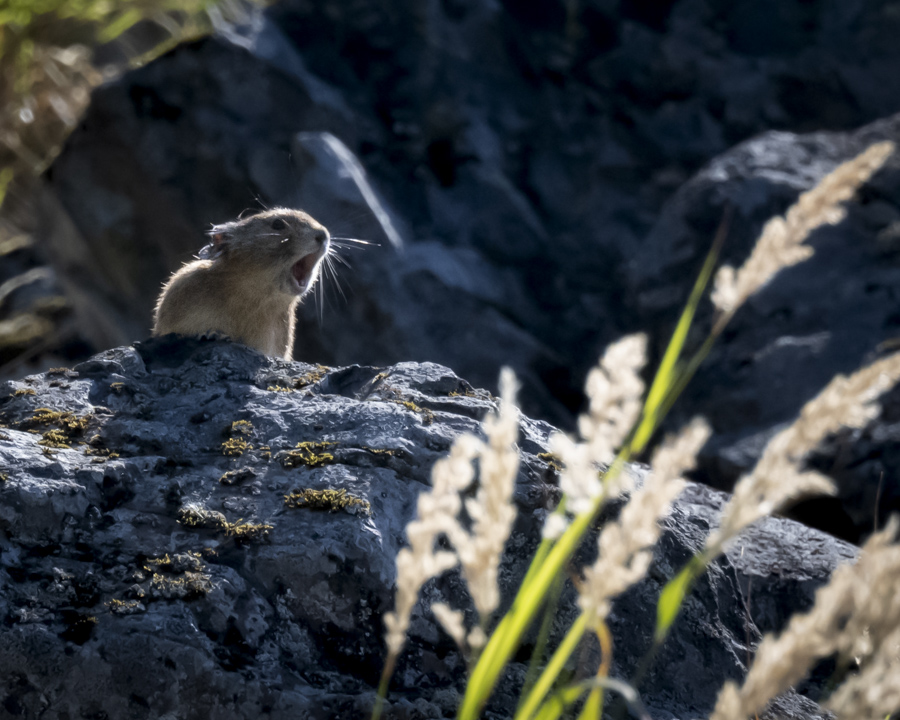 Pika