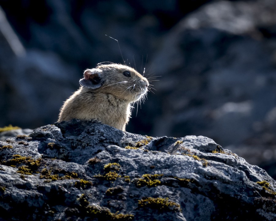 Pika