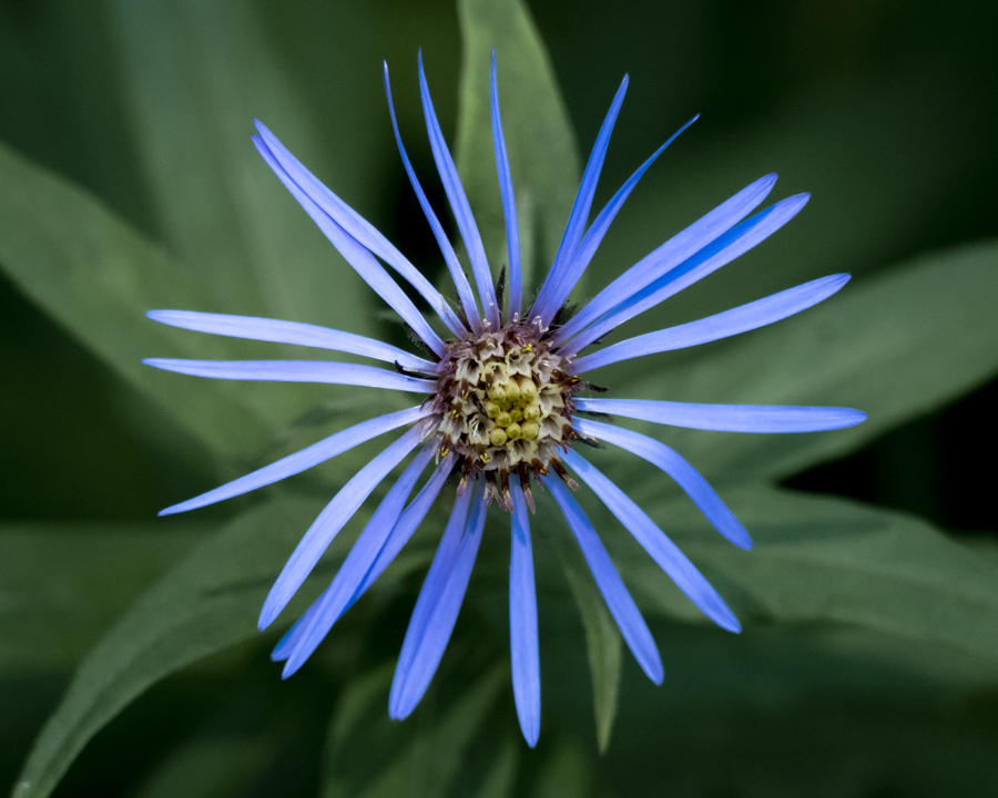 Blue flower closeup