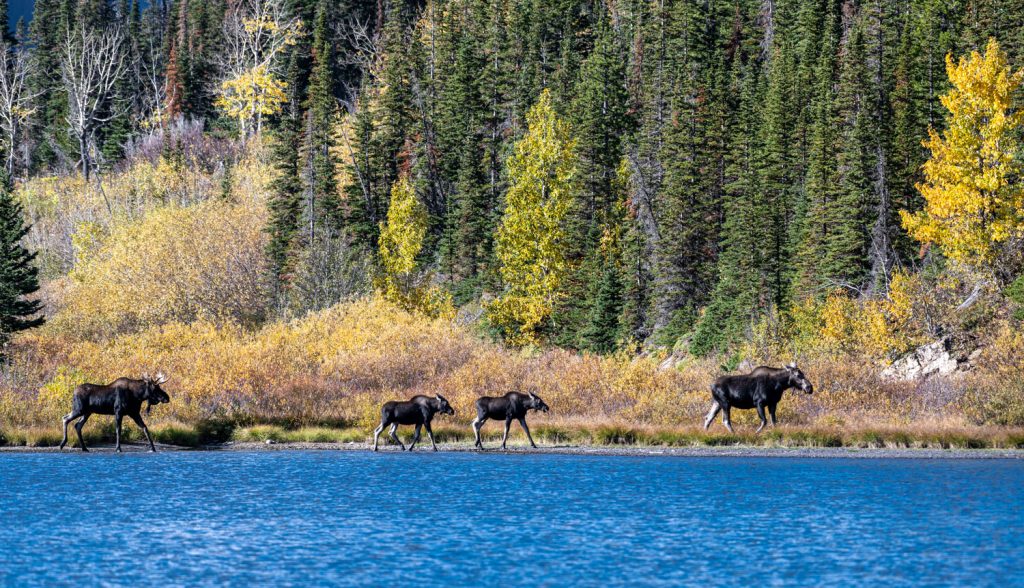 A family of moose on the shore of Pray Lake