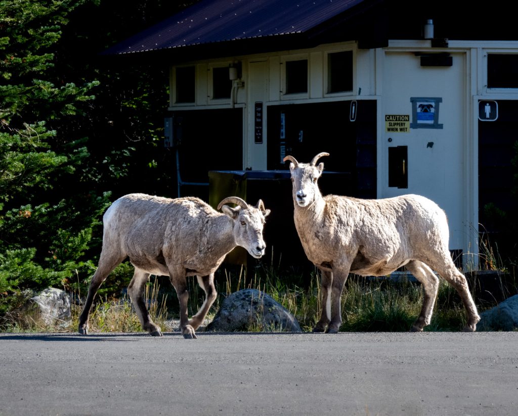 Bighorn sheep at the Pray Lake campground