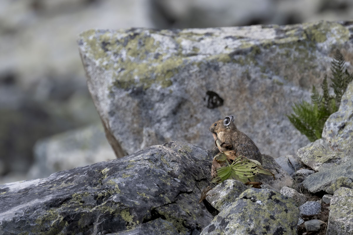 Pika gathering for its haypile