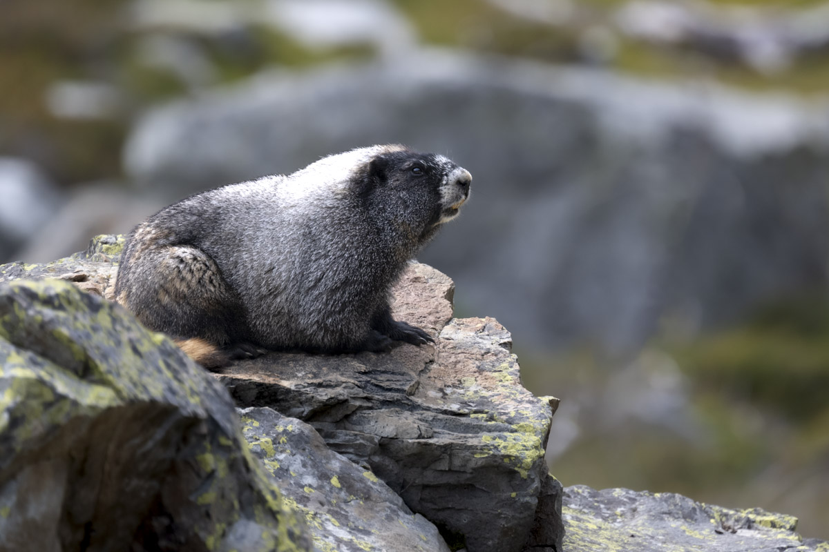 Marmot sunning on a rock