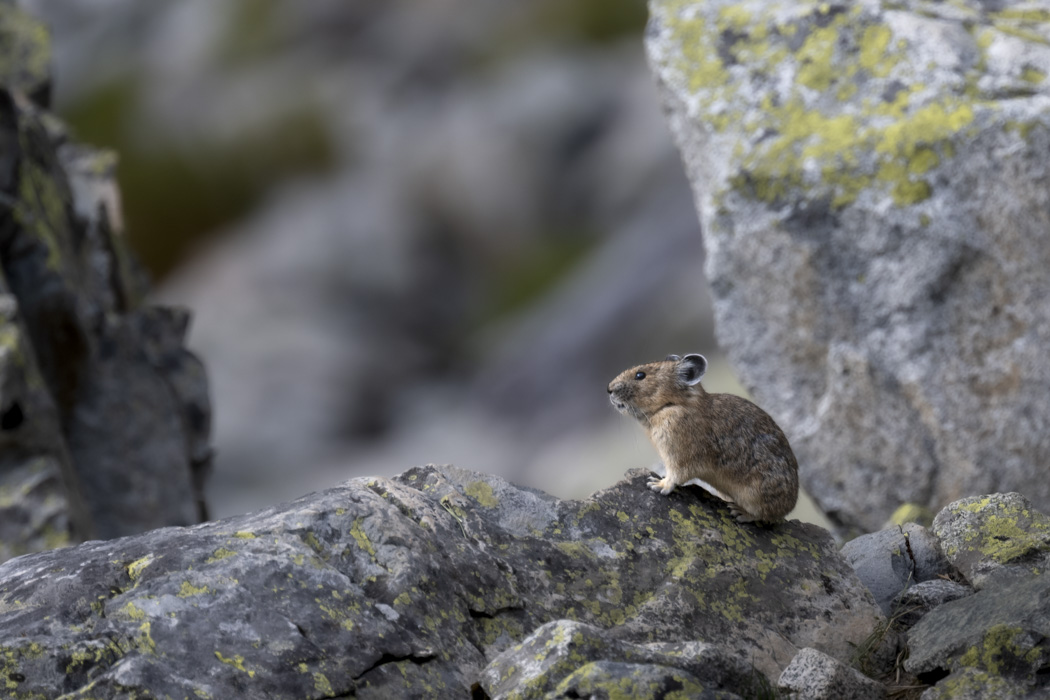 Pika