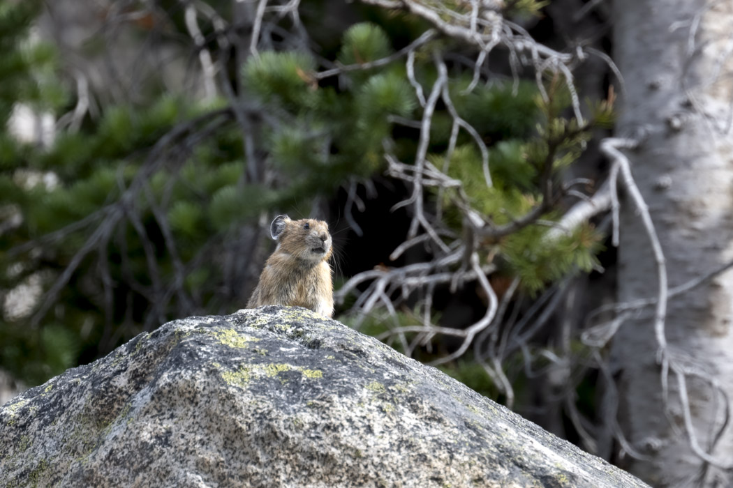 Pika