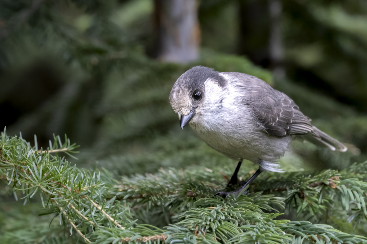 Canada Jay