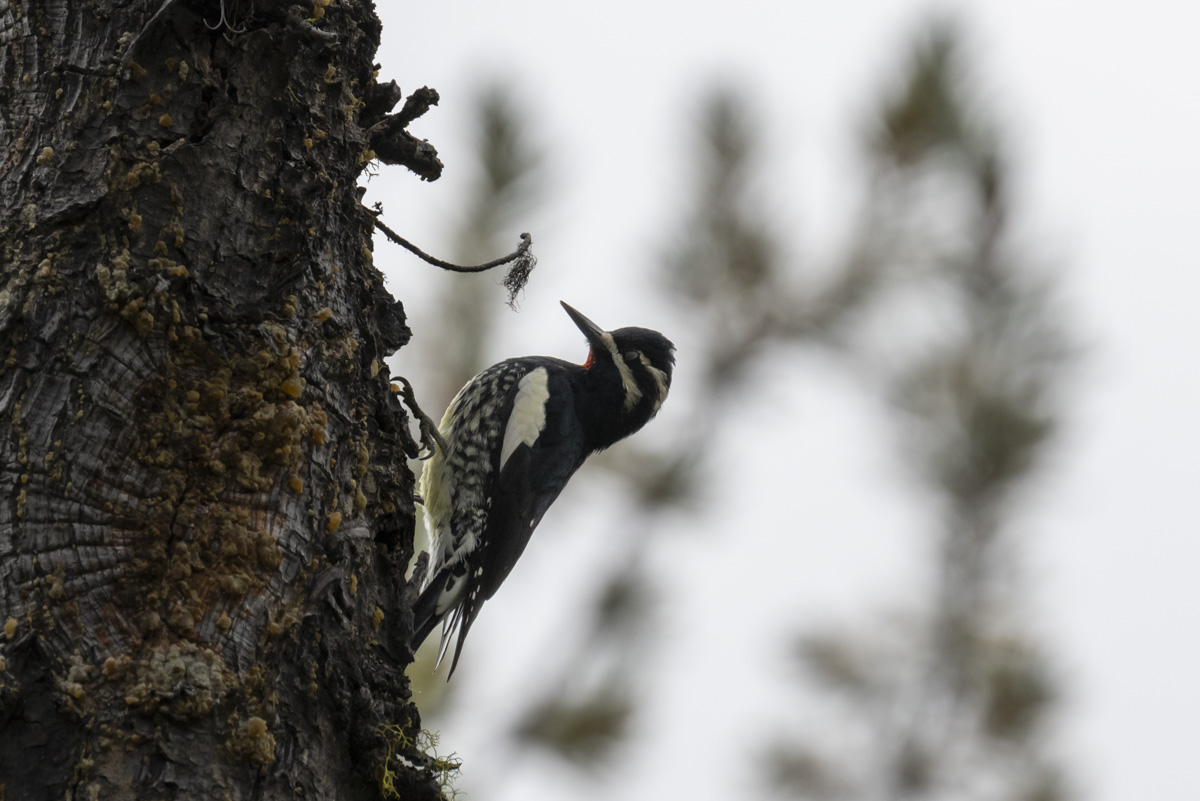 Williamsons Sapsucker