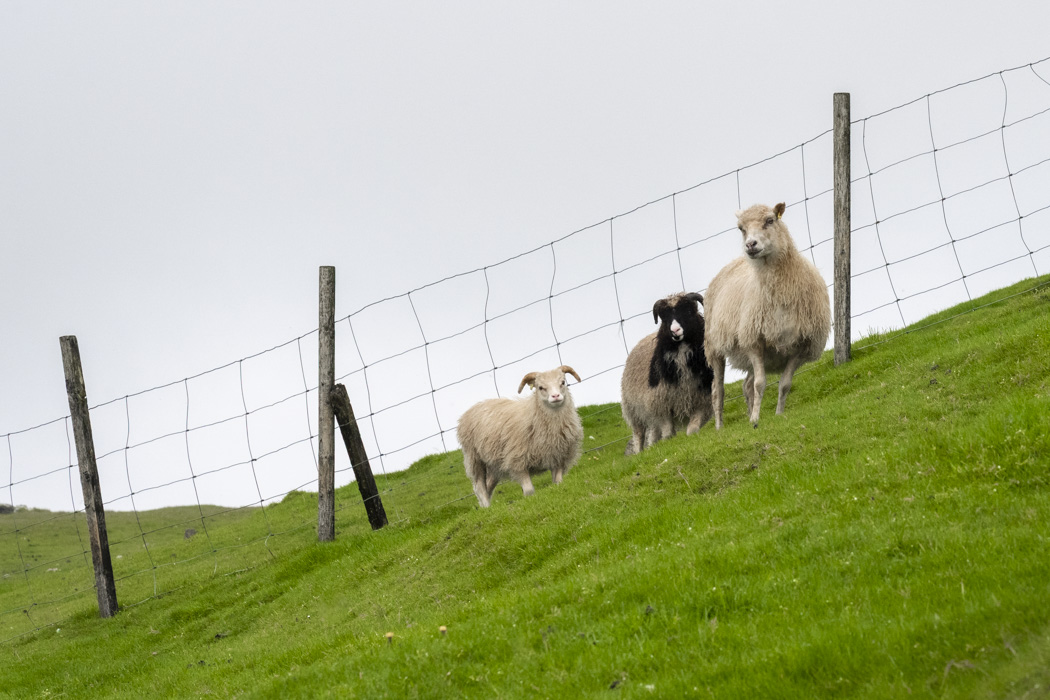 Sheep everywhere on the islands!