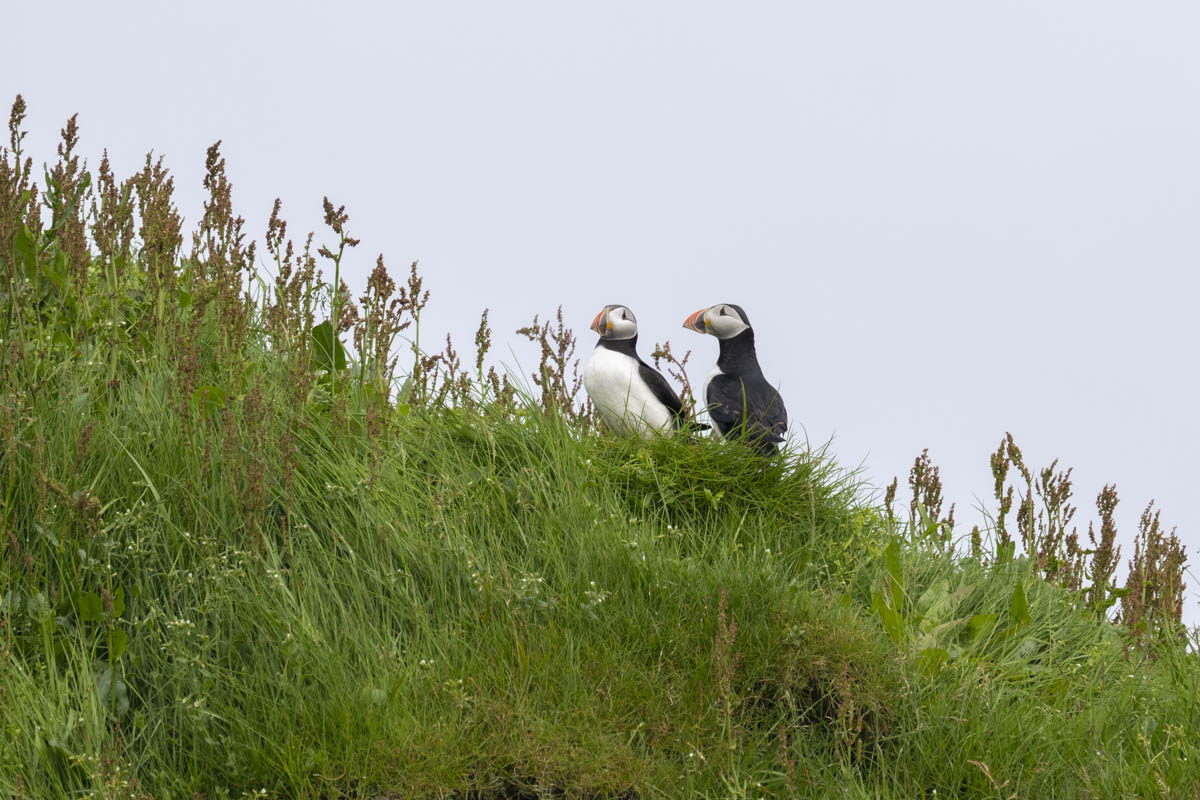 Puffins on Mykines