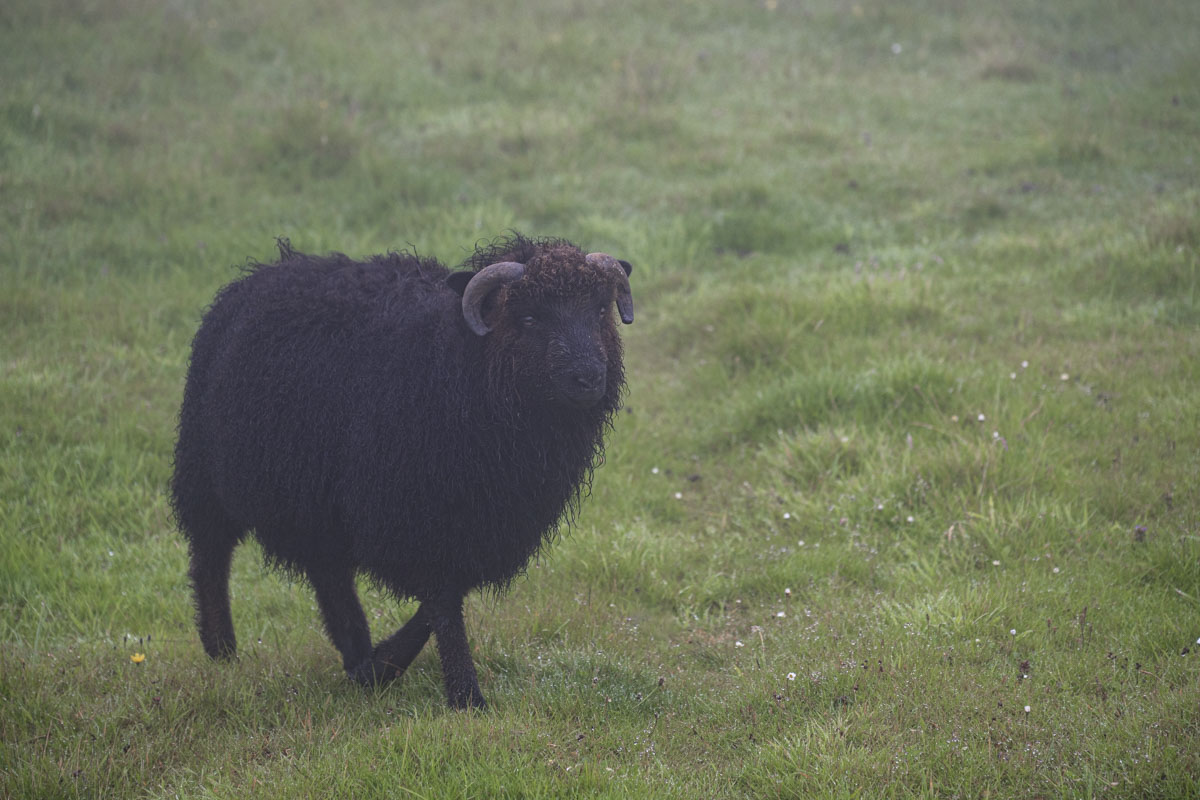 A sheep