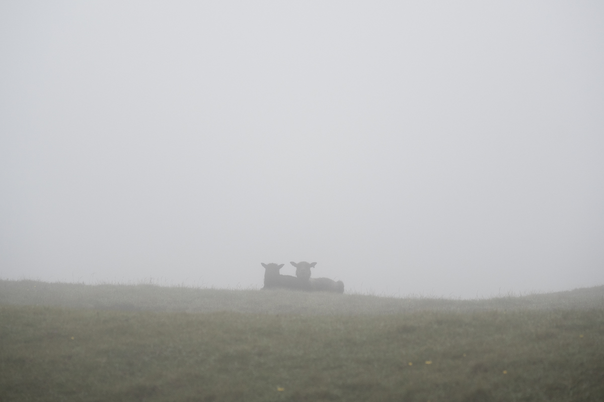 Sheep chilling in the fog