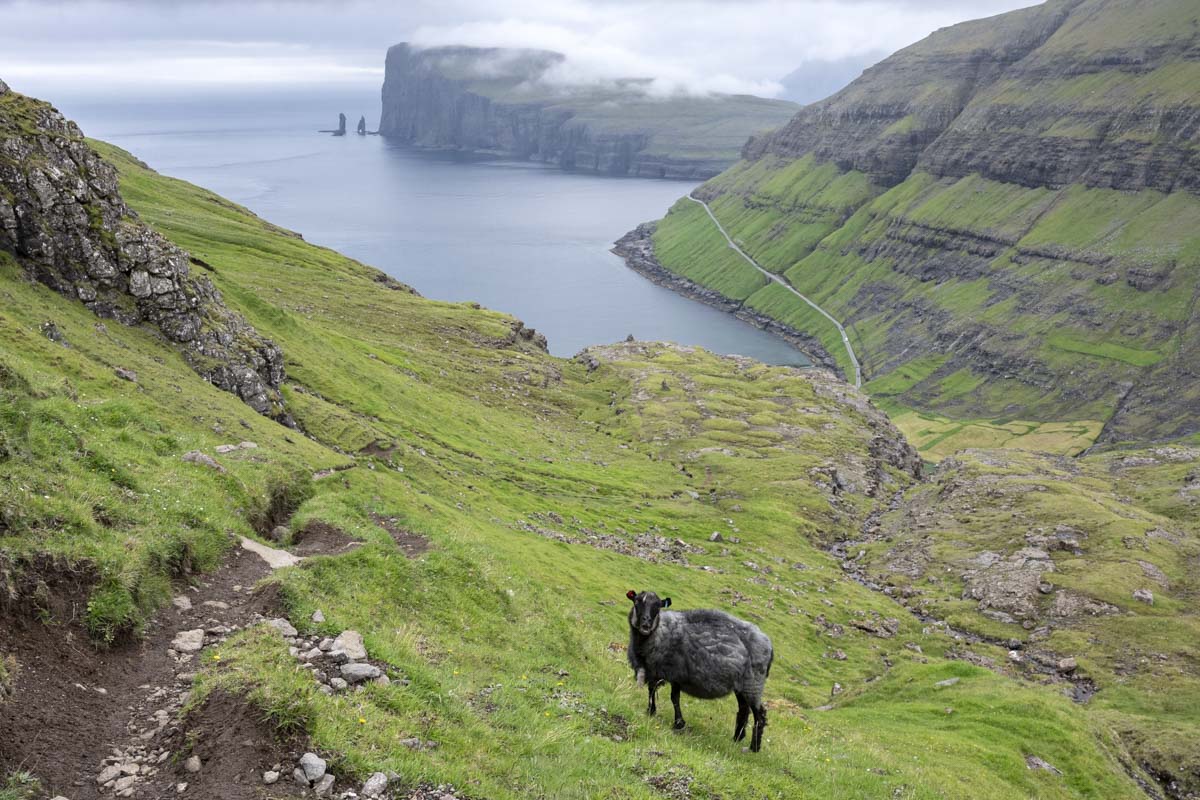 A sheep with Risin og Kellingin in the distance
