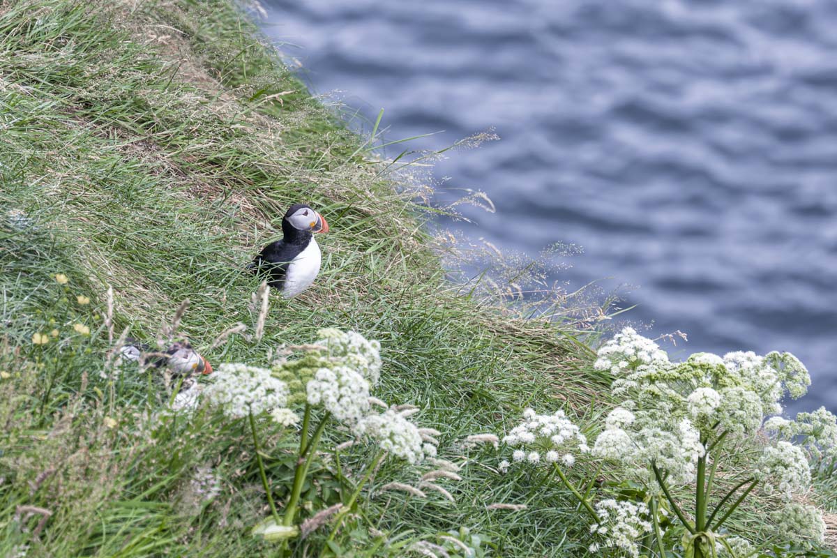 Puffins at Gjógv