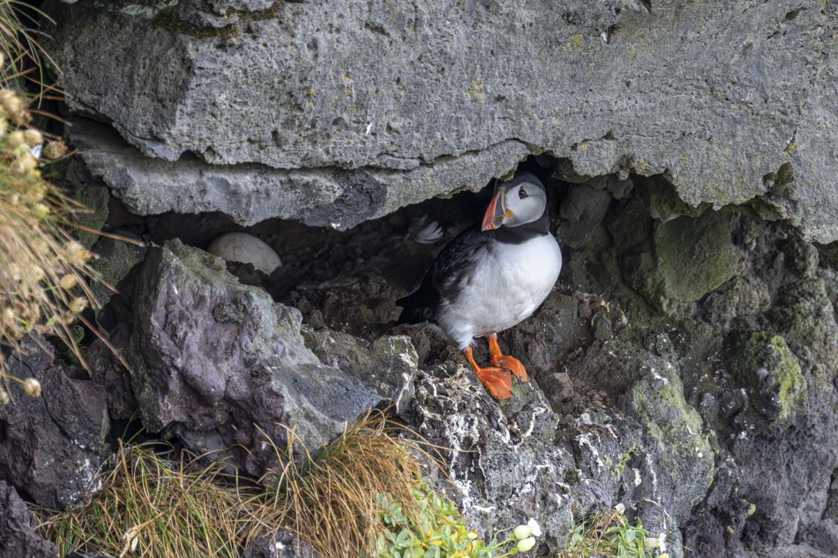 puffin and egg