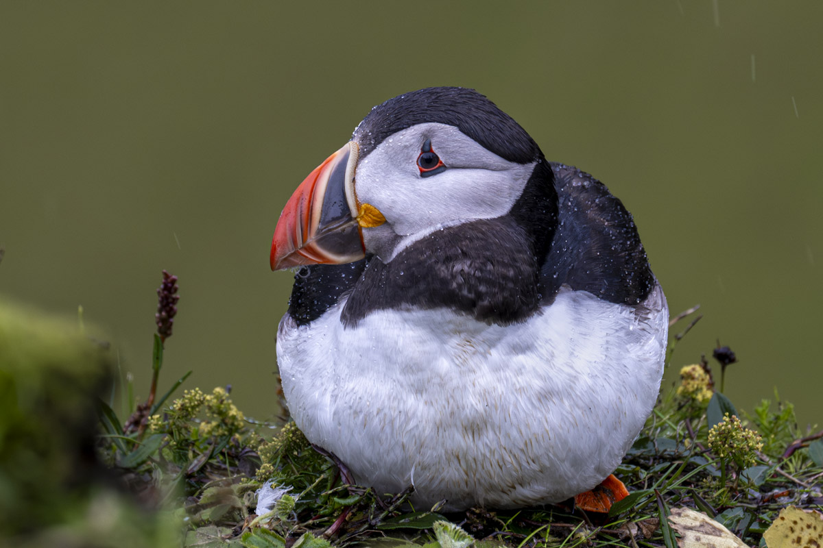 wet puffin