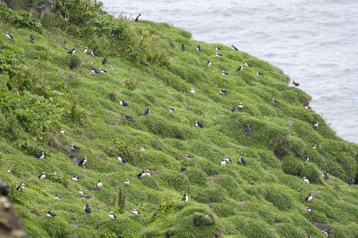 lots of puffins