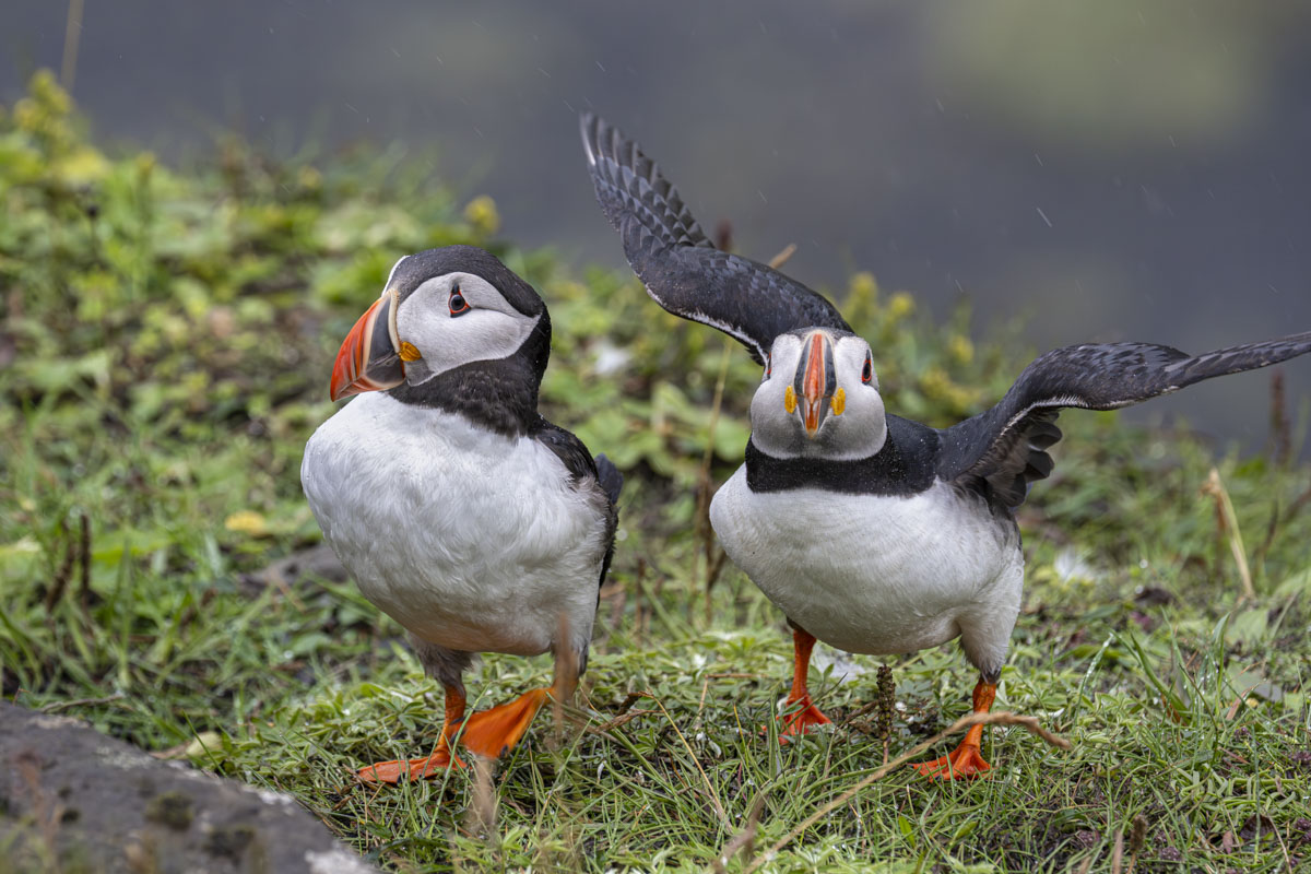 two puffins close-up