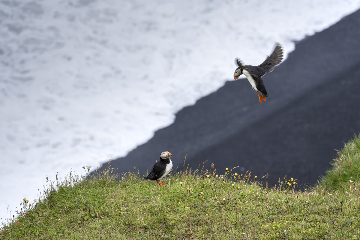coming in for landing