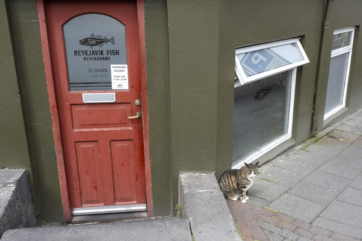 cat outside fish restaurant