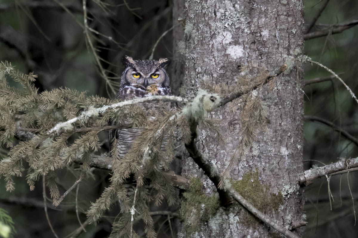 Owl