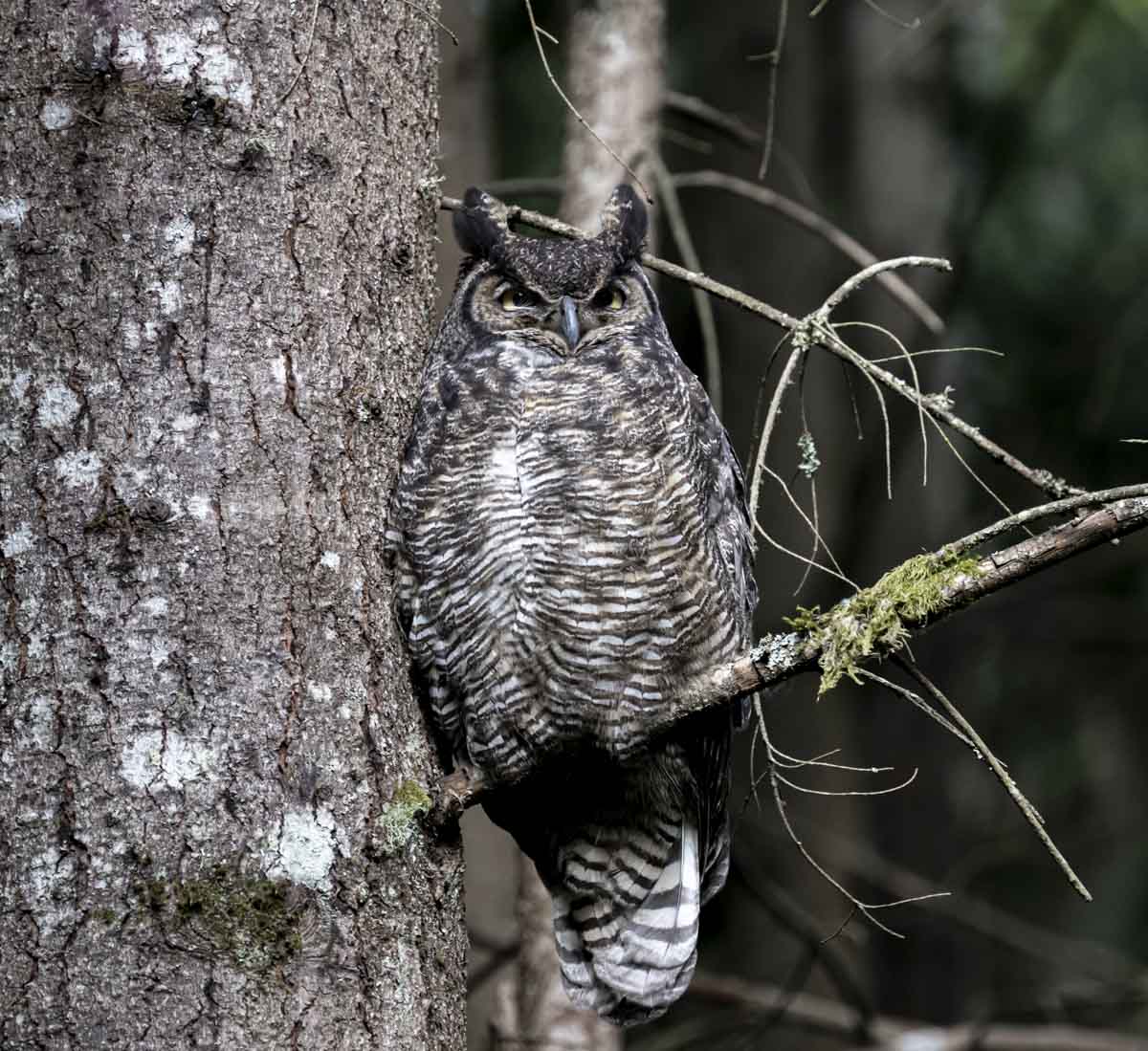 Owl