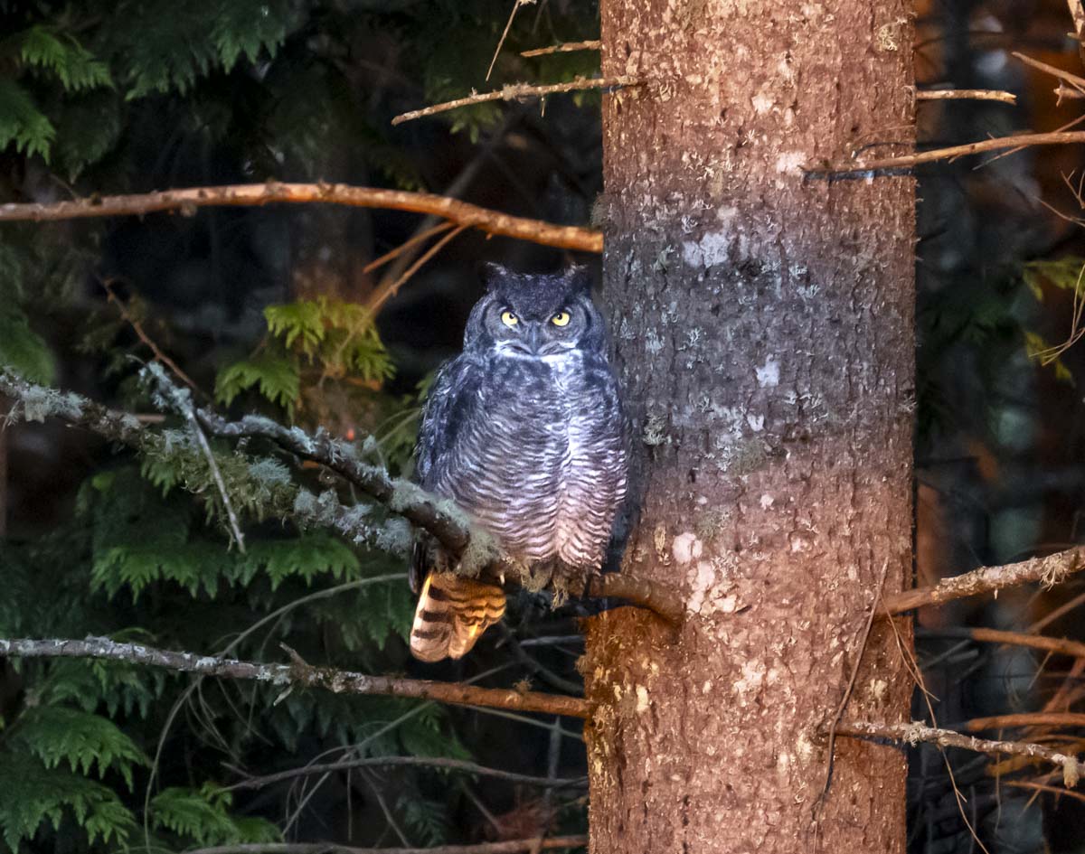 Owl