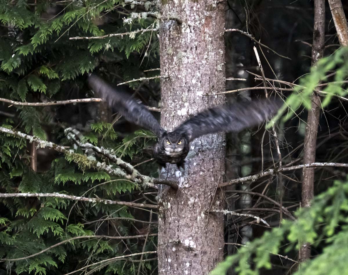 Owl