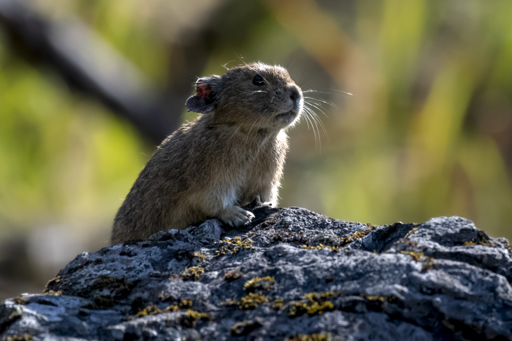 Pika